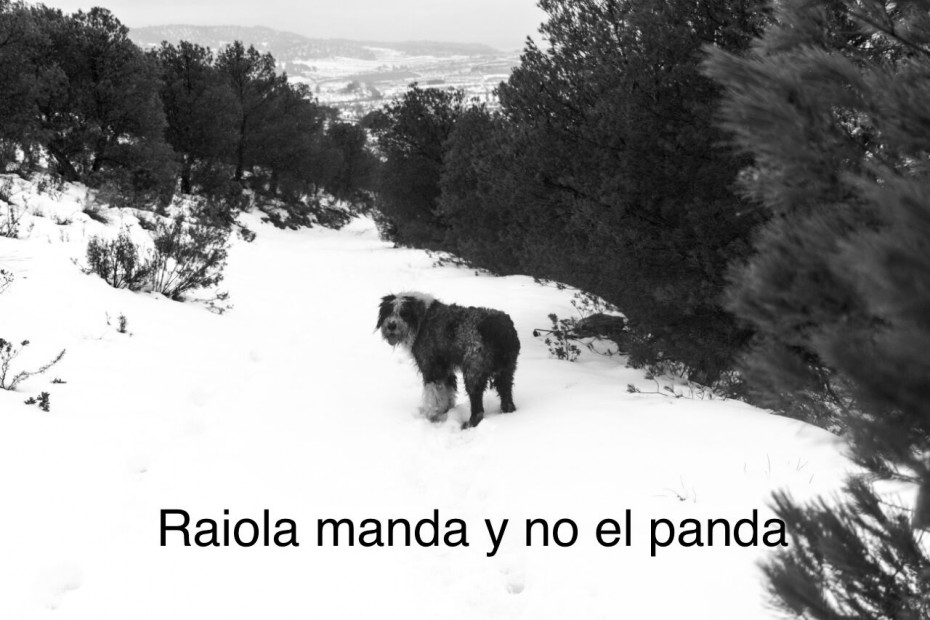 raiola manda y no el panda
